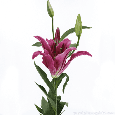 Lily Bacardi