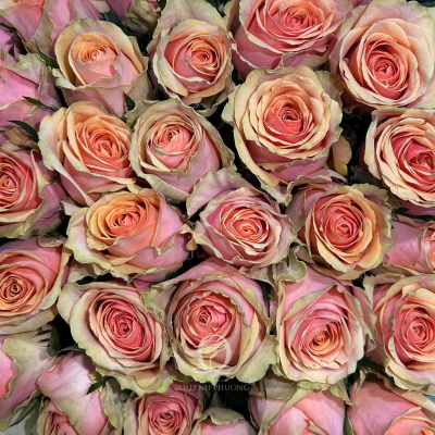 Flower Image