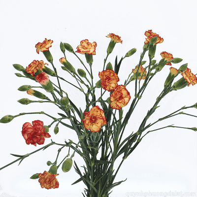 Flower Image