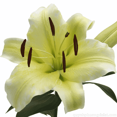 Flower Image