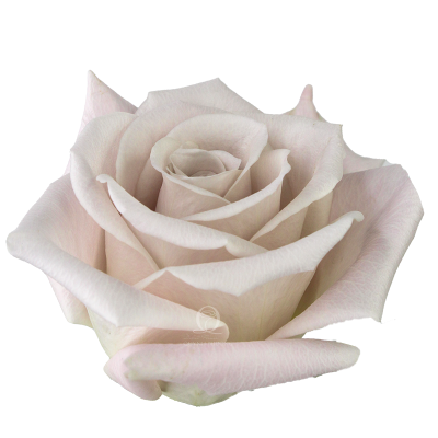 Flower Image