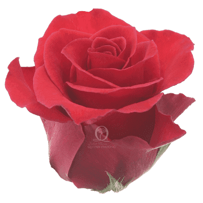 Flower Image