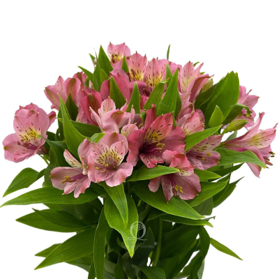 Flower Image