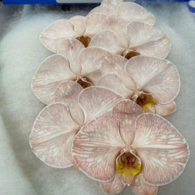 Flower Image