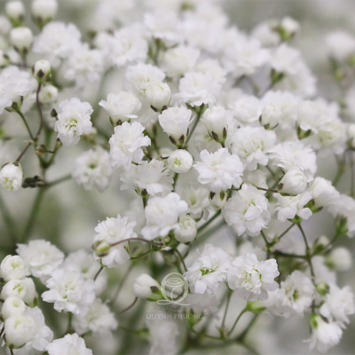 Flower Image