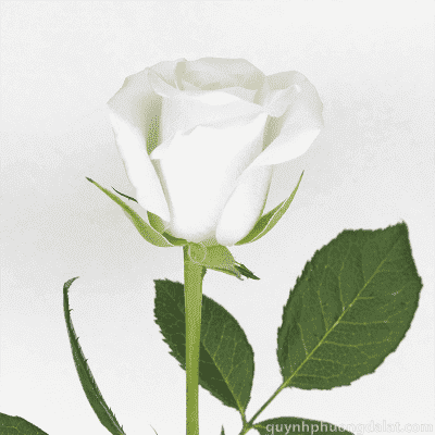 White Akito