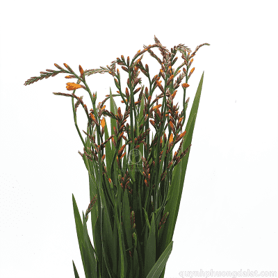 Crocosmia Flower