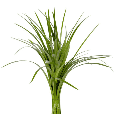 Lily Grass