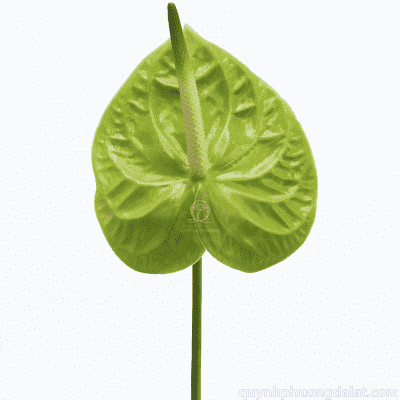 Flower Image
