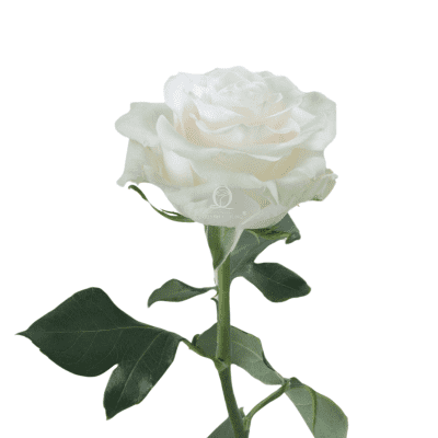 White Modial