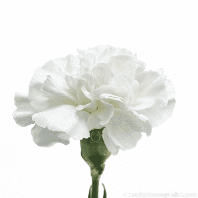 Flower Image