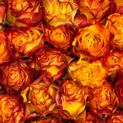 Flower Image