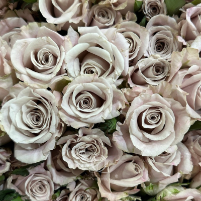 Flower Image
