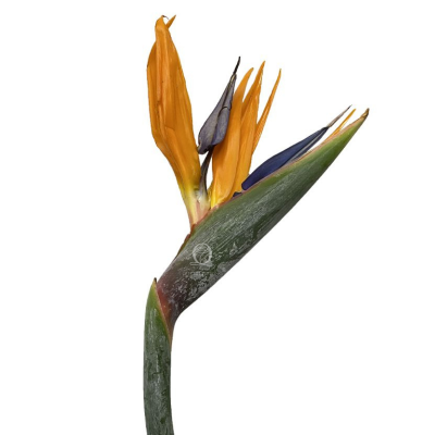 Flower Image