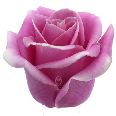 Flower Image