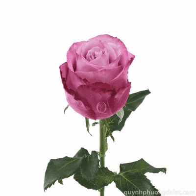 Big Purple