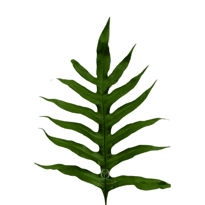 Phlebodium Blue Star Fern
