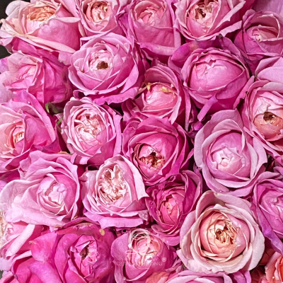 Flower Image
