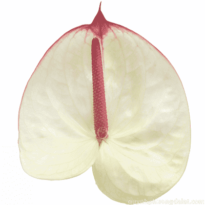Flower Image