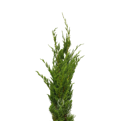 Cypress Leaf