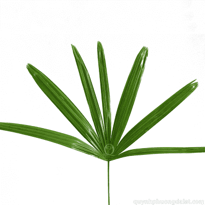 Rhapis Palm