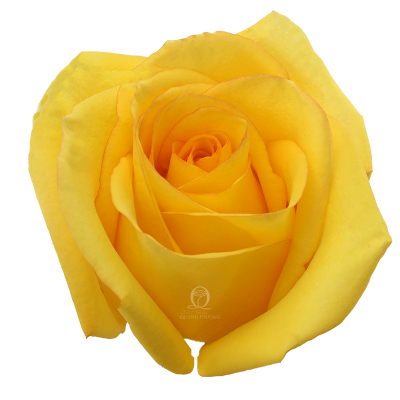 Flower Image