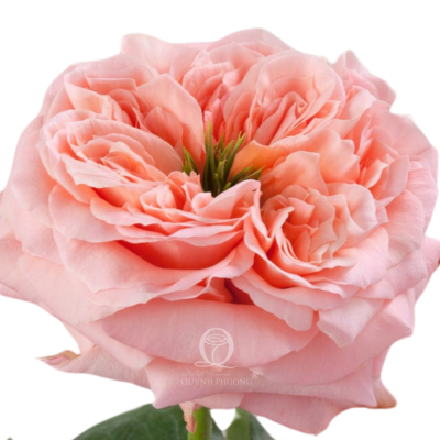 Flower Image