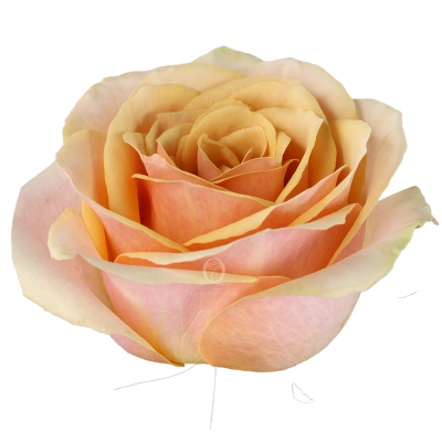 Flower Image