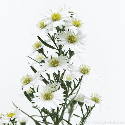 White Raindrop