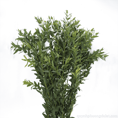 Parvifolia Ecualyptus