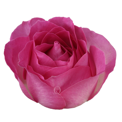 Flower Image