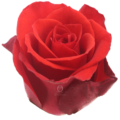 Flower Image