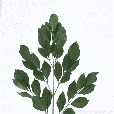 Ruscus Leaf