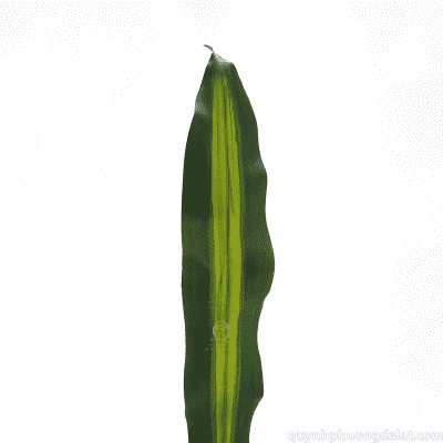 Dracaena Leaf