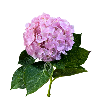 Pink Hydrangea