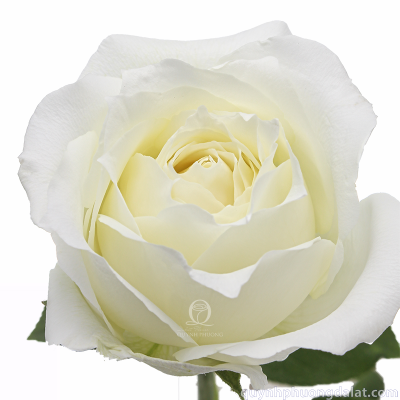 Flower Image