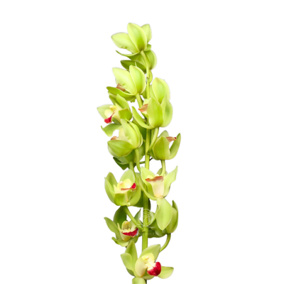 Flower Image