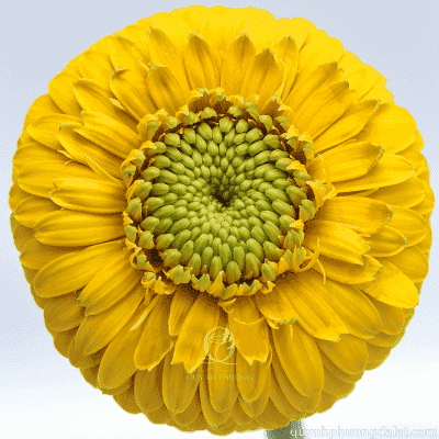 Bolero Gerbera