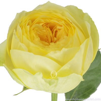 Flower Image