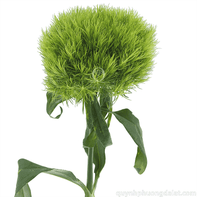 Green Wicky