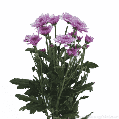 Spray Chrys. Lavender