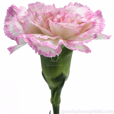 Flower Image