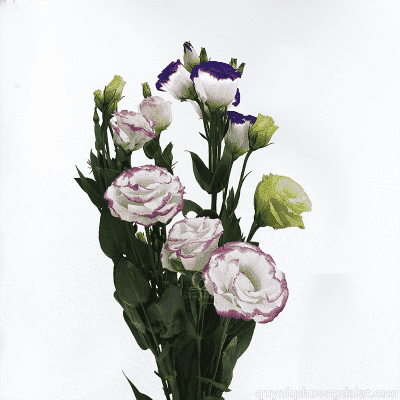 Lisianthus
