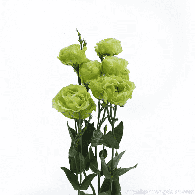 New Lisianthus