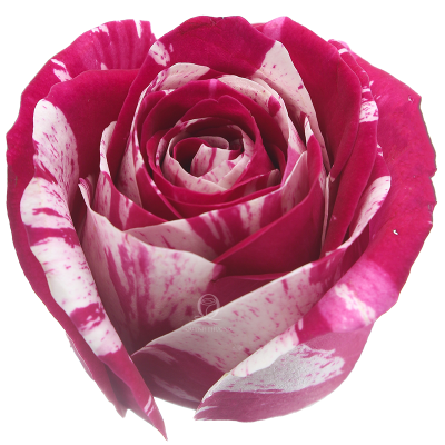 Flower Image