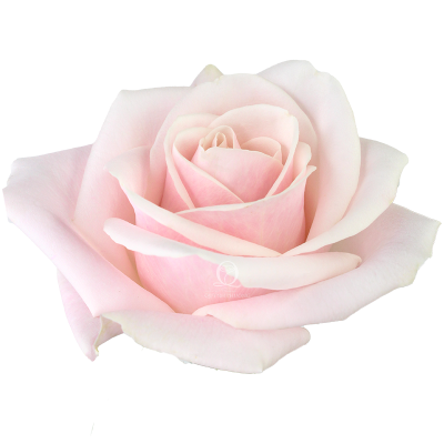 Flower Image