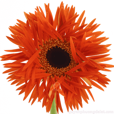 Flower Image