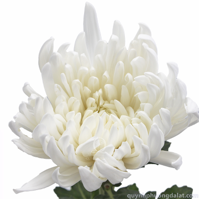 Flower Image