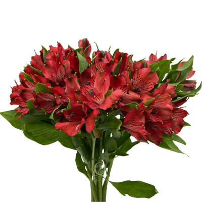 Alstroemeria