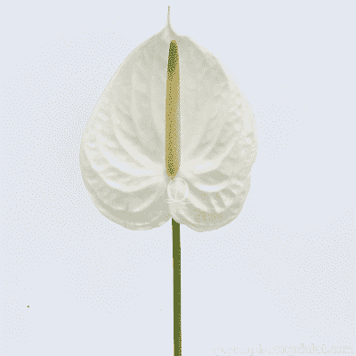 Flower Image